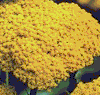 Achillea filipendula 'Cloth of Gold'