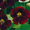 Tropaeolum majus 'Black Velvet'