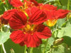 Tropaeolum majus 'Mahogany'